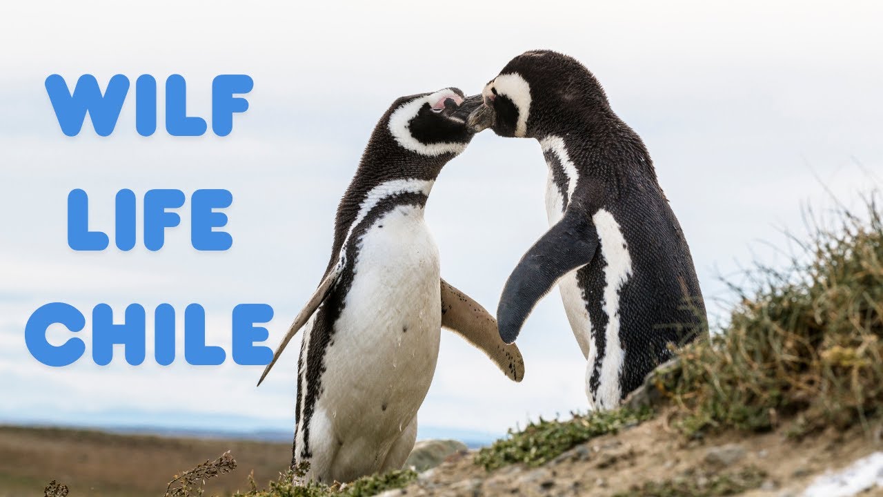 What Amazing Animals Live in Chile?