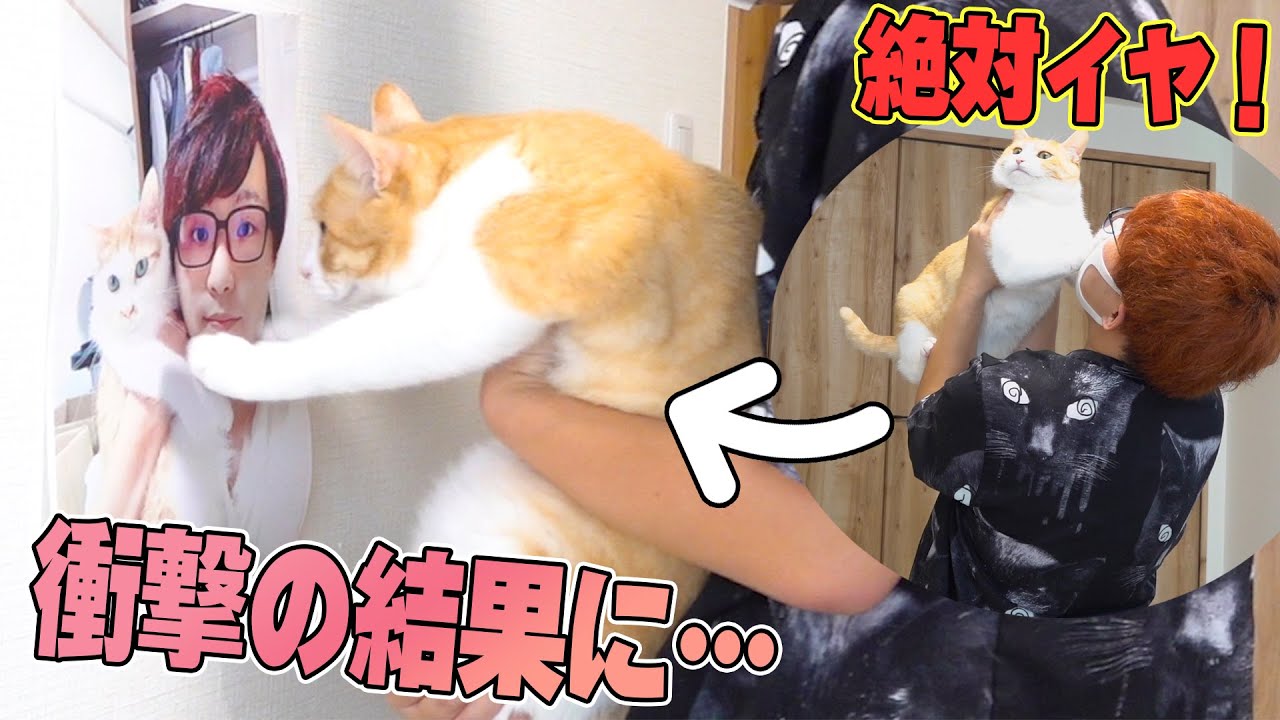 【奇跡】壁に飼い主の写真を貼ればロビンとチューできる説