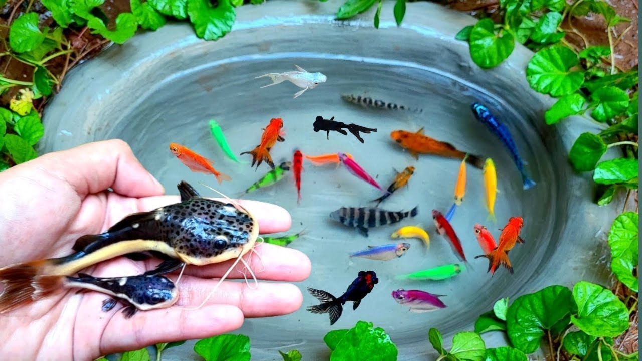 It's Amazing to get Ornamental fish, Oscarfish, Goldfish, Betokfish, Redvinfish, Patinfish, catfis.