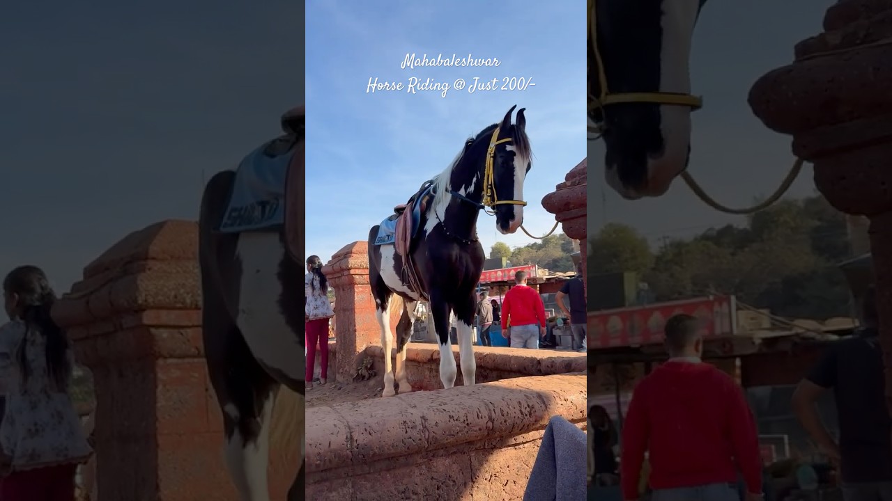 #horseriding #Mahabaleshwar #horse #travel #fun #trip #adventure #hillstation #vennalake #boating