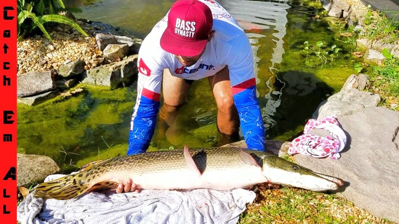 CATCHING PET GIANT Florida GAR FISH!