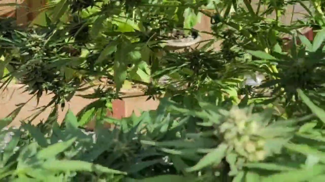 Badazz OG Cheese Flower week 6 to 8 - Outdoor Weed