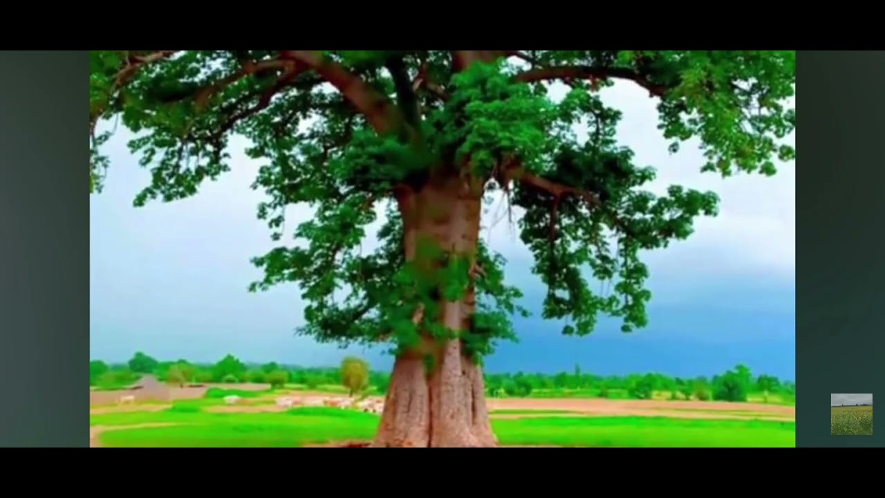 Yaaya wakkay, youbba sukka