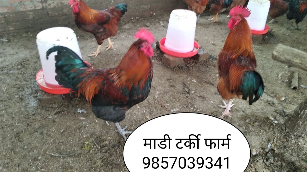 एकपटक हेर्नै पर्ने भिडीयो//लोकल कुखुरा पालन बारे जानकारी//