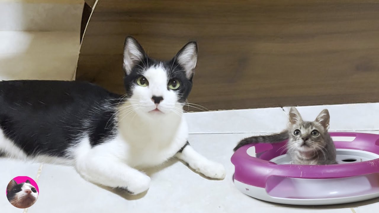 Большая кошка Му отнеслась к спасенному котенку с любовью, как мама-кошка