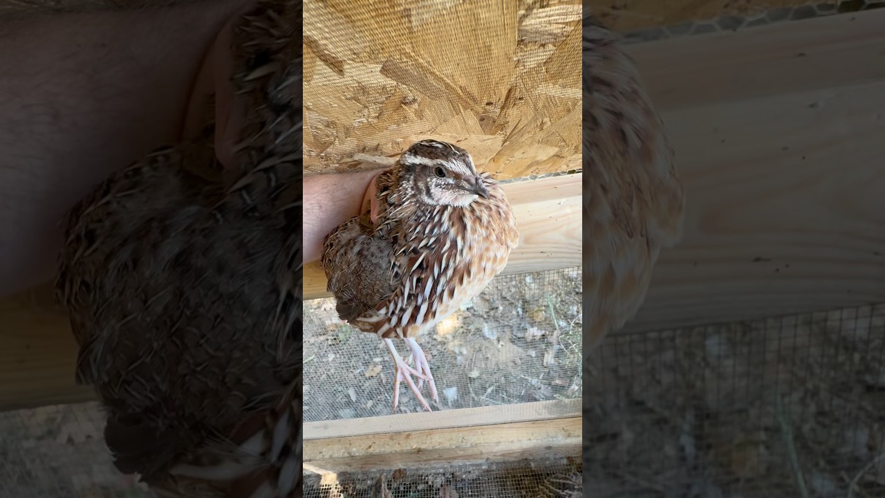 Farm update!!! #subscribe #chicken #quail #like