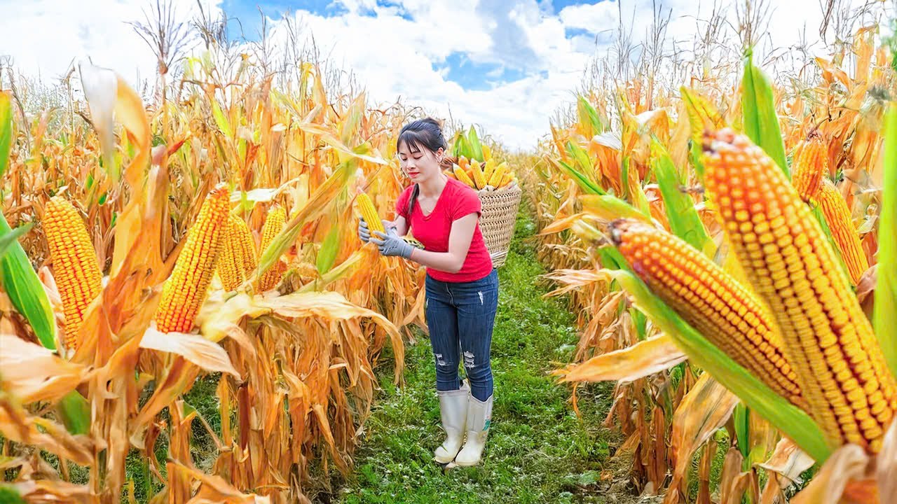 Harvesting Lots Fish In The Field Goes To Market Sell - Separate corn kernels and preserve