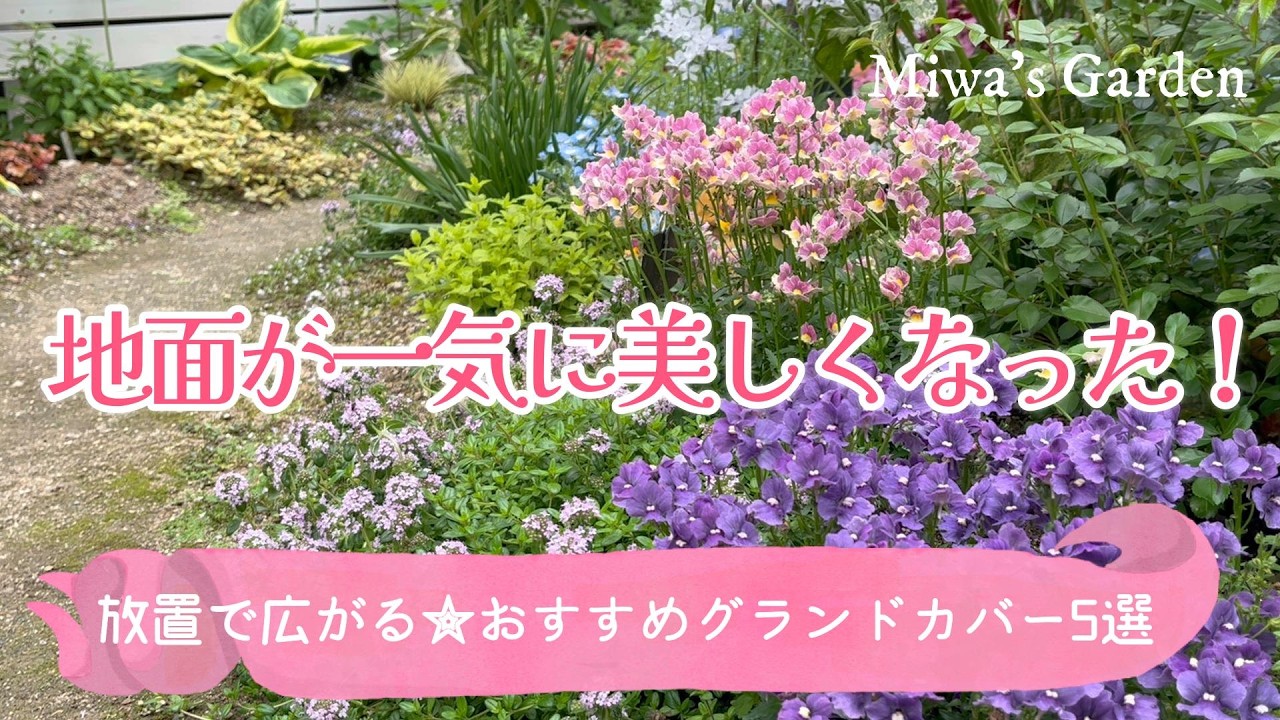 ガーデニング・地面が一気に美しくなった｜放置で広がるおすすめグランドカバー５選｜雑草対策・宿根草のおしゃれな庭づくり