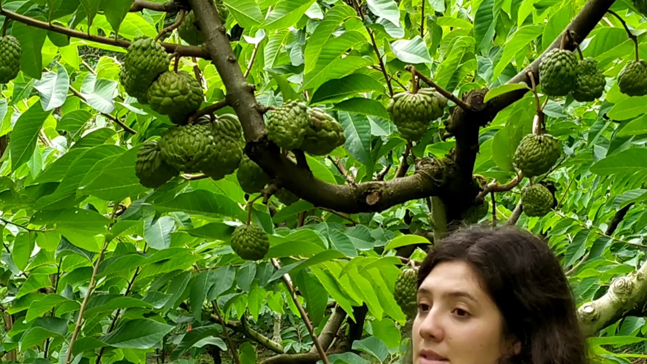 Dicas de poda verde em atemoia