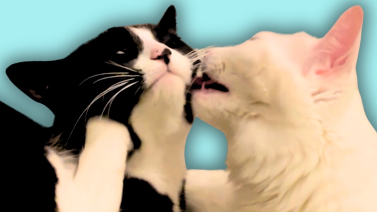 Cat’s face must be washed