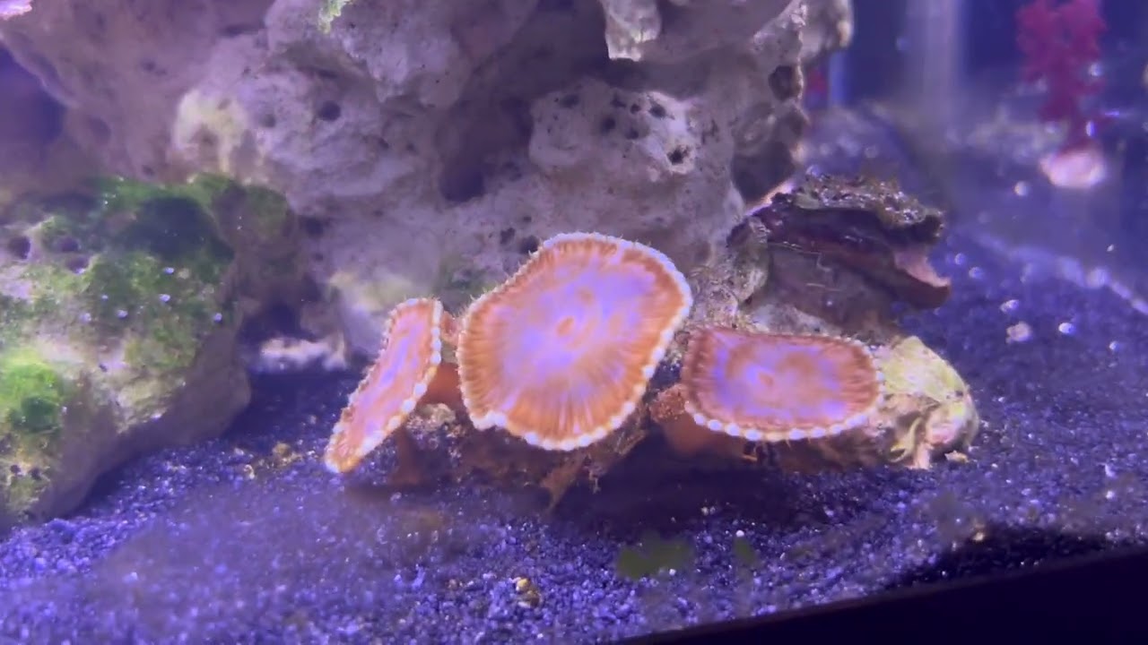 20 Gallon Soft Coral Reef Tank Intro
