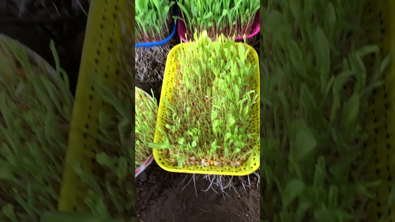 technique d hydroponie
