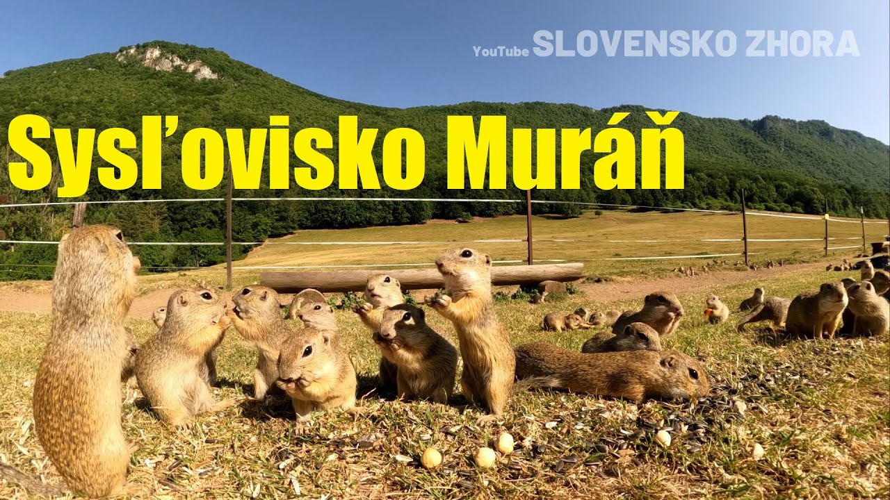 Kŕmenie sysľov - Sysľovisko Muránska planina - Sysľovisko Muráň - Syseľ pasienkový