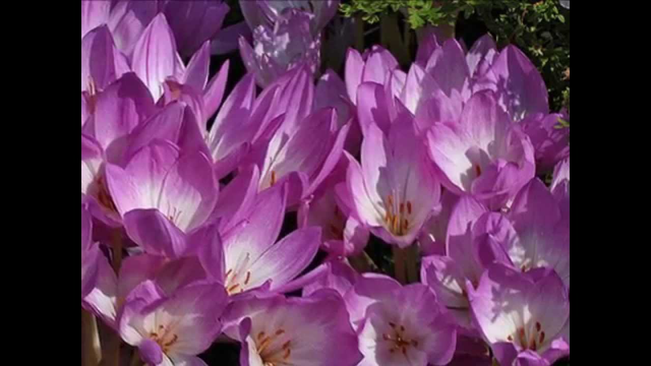 Colchicum autumnale (with translation text)