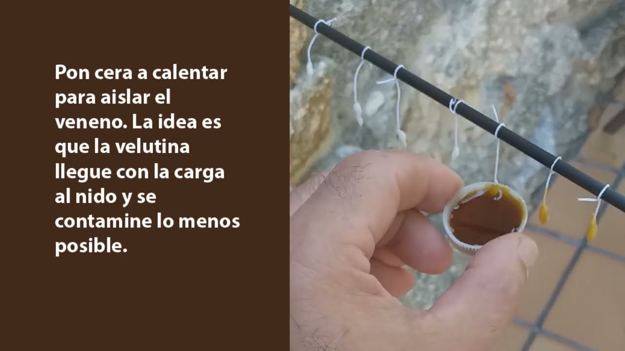 Tutorial troyano velutinas 2022