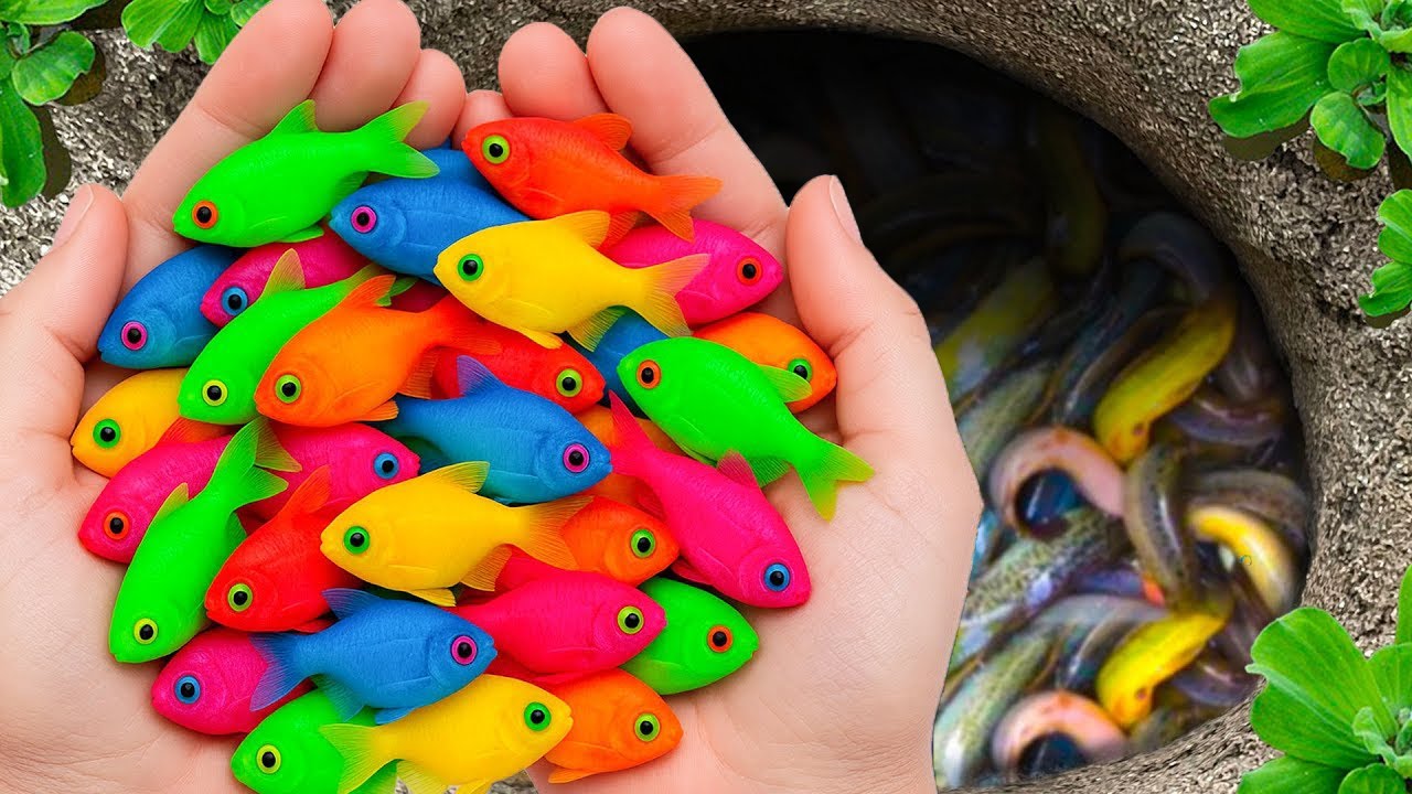 Awesome catch beautiful aquarium fish in small pond, red ear koi, halfmoon guppy, catfish, lizard.
