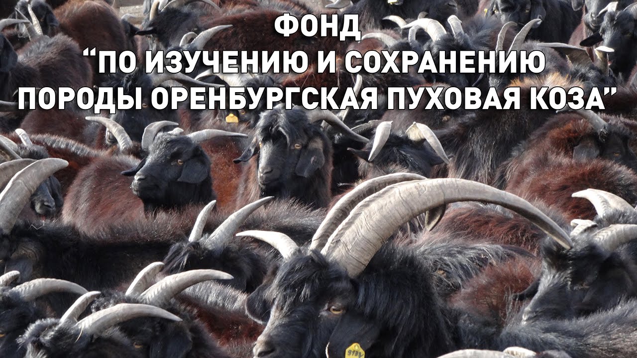 Презентация фонда 