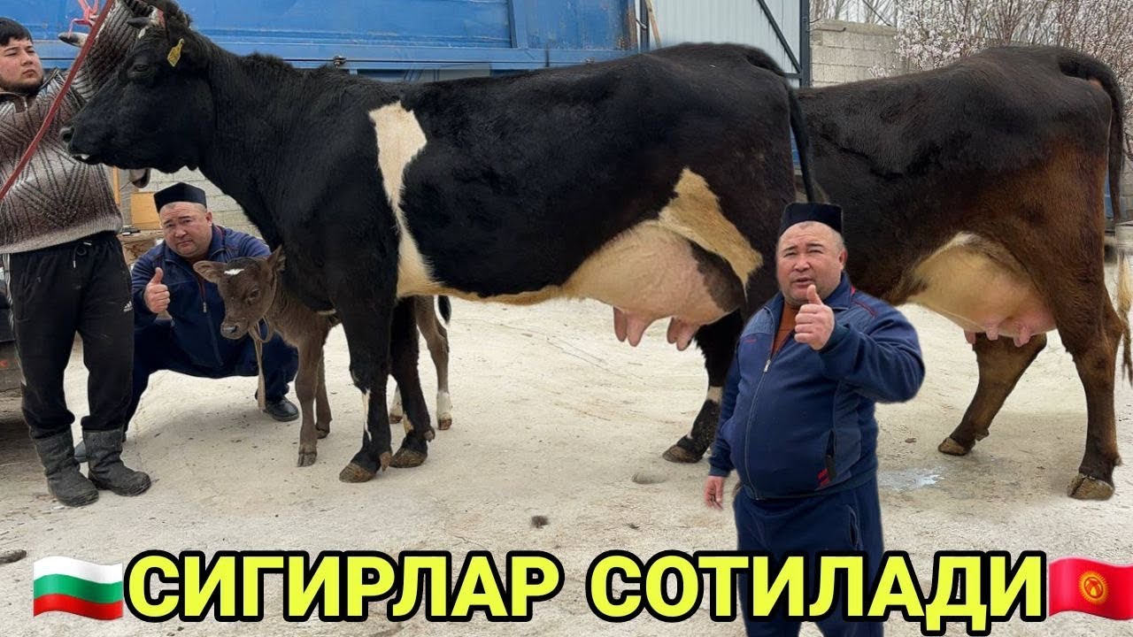 1- 2- БОЛЛАРИ СУТДОР ОЛА ШВЕД СИГИРЛАР БУГОЗЛАР СОТИЛАДИ SOTILADIGON SIGIRLAR NARXALRI 4 марта 2026