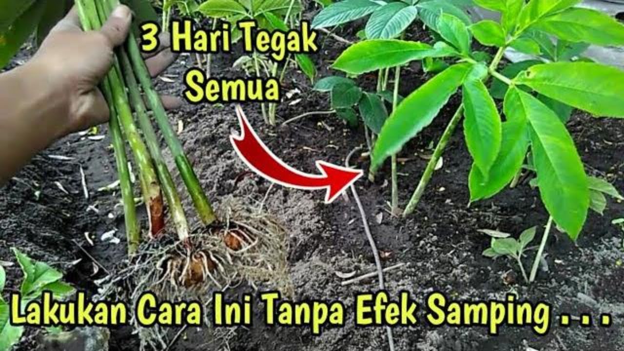 Cara menanam porang bibit cabutan 3 hari tumbuh semua  - 2021