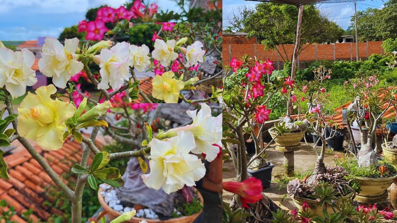 #rosadodeserto : voltinha no jardim da laje/está cheia de flores#flores#jardim#laje florida#garden 