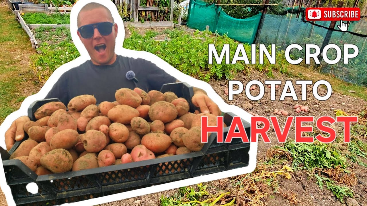 Late Summer Allotment Jobs | Harvesting Potatoes, Planting Kohlrabi & More | ALLOTMENT DIARIES #14 