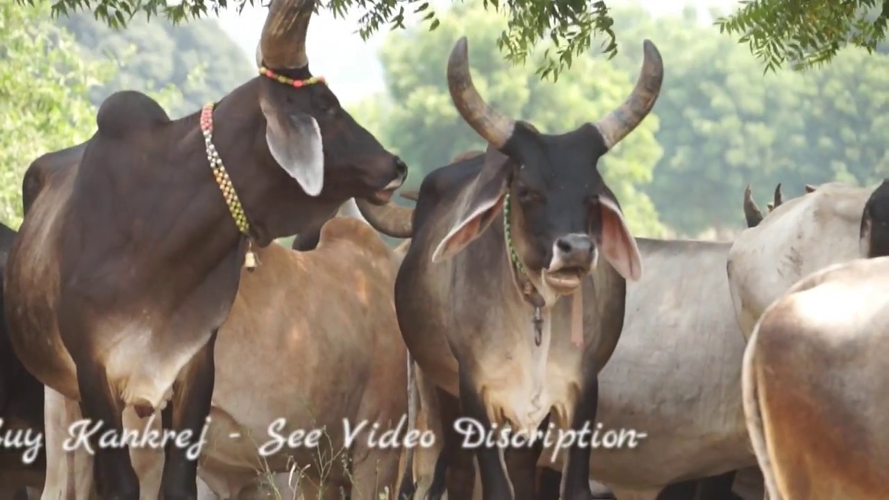 कांकरेज क्रॉस ब्रीडिंग से कैसे बच गई  | Cross Breeding Could not Effect Kankrej Cow Breed