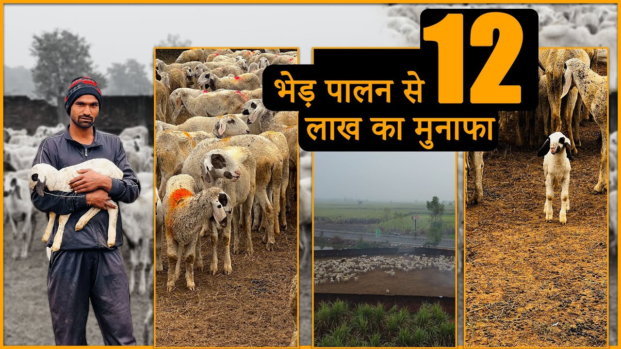 भेड़ पालन में छिपा है करोड़ों का राज @BhartiyaKisaan_bk | Sheep Farming | Bhartiya Kisaan