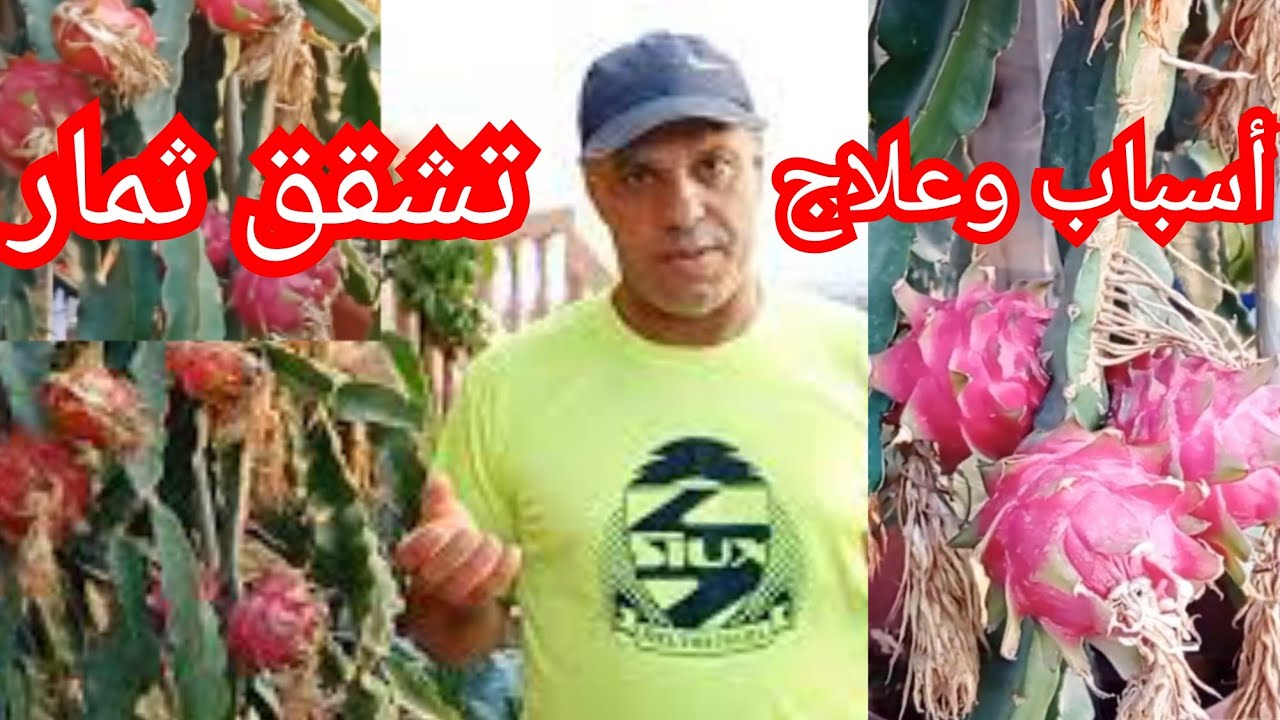 اسباب وعلاج تشقق تمار دراجون فروت فاكهة تنين #garden #fruit 