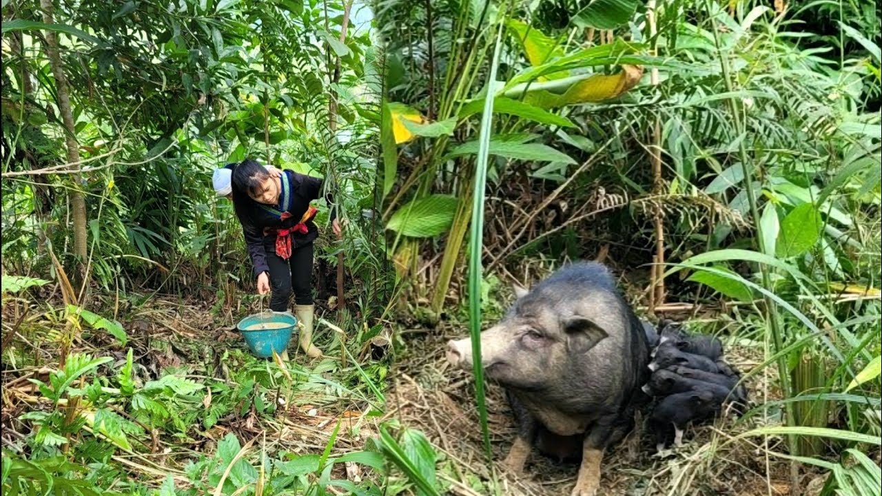 Explore the abandoned house and discover a litter of newborn piglets.
