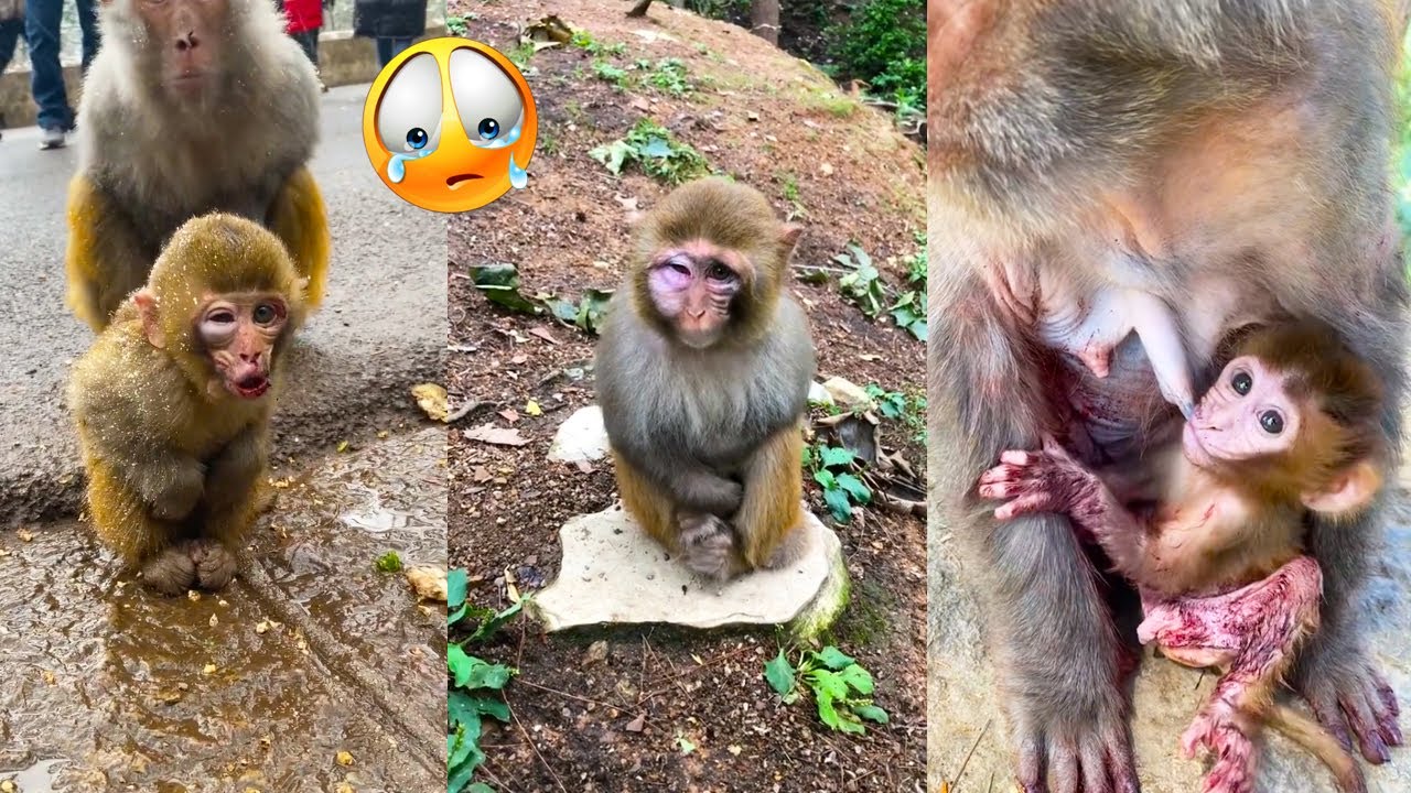 Poor baby monkeys cry because they are hungry and their wounds are painful
