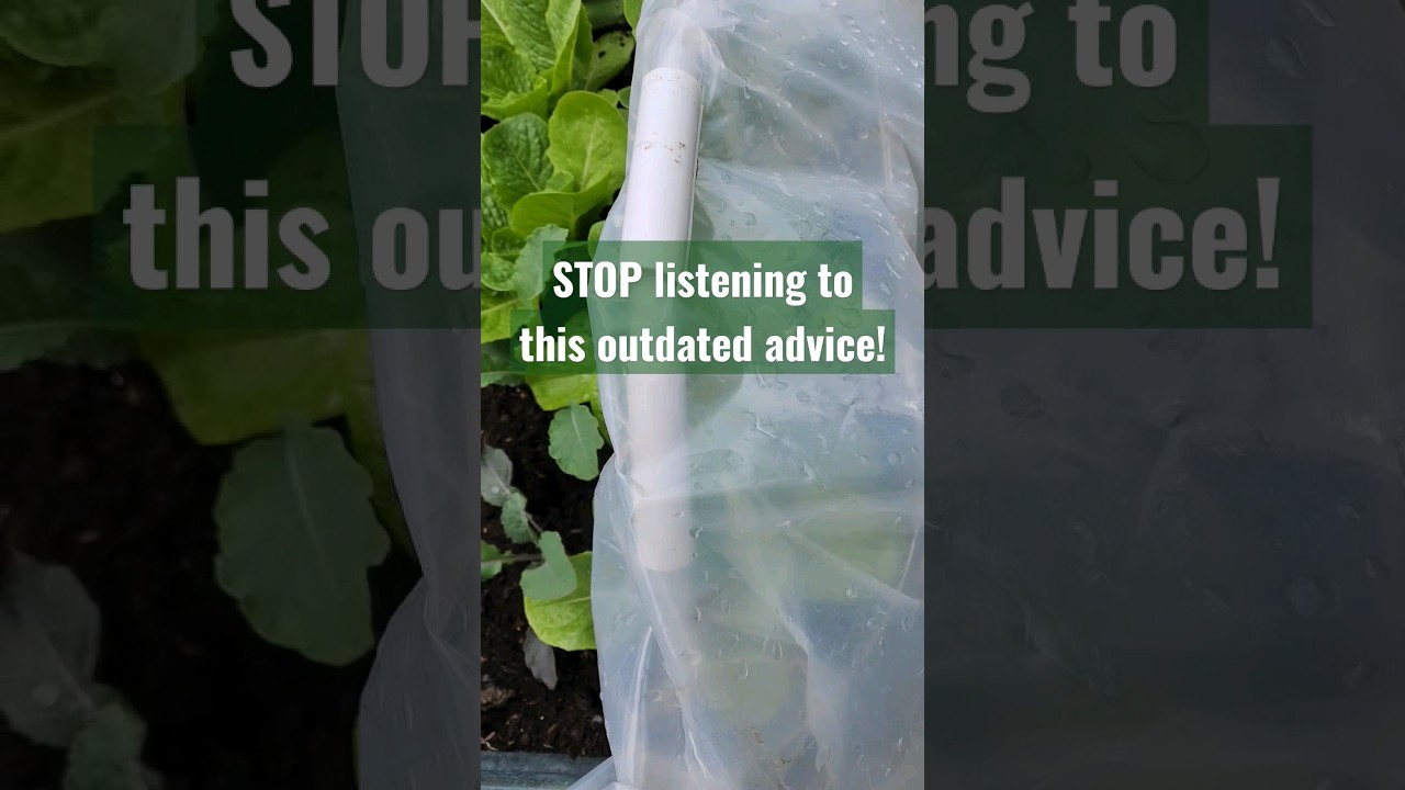 Tip 🌱: you CAN plant out before the last frost date and eat early #garden #gardening #shorts