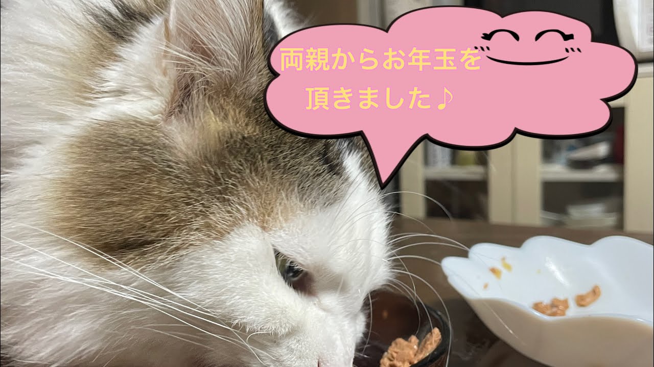 両親から猫へのお年玉🧧