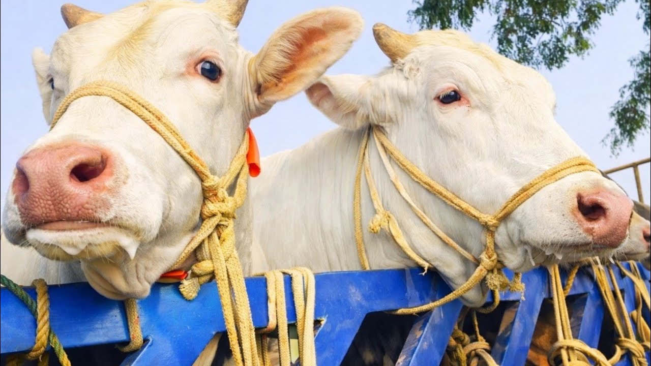 cow unloading, cow videos, cow video, animal, big cow, goru hamba cow