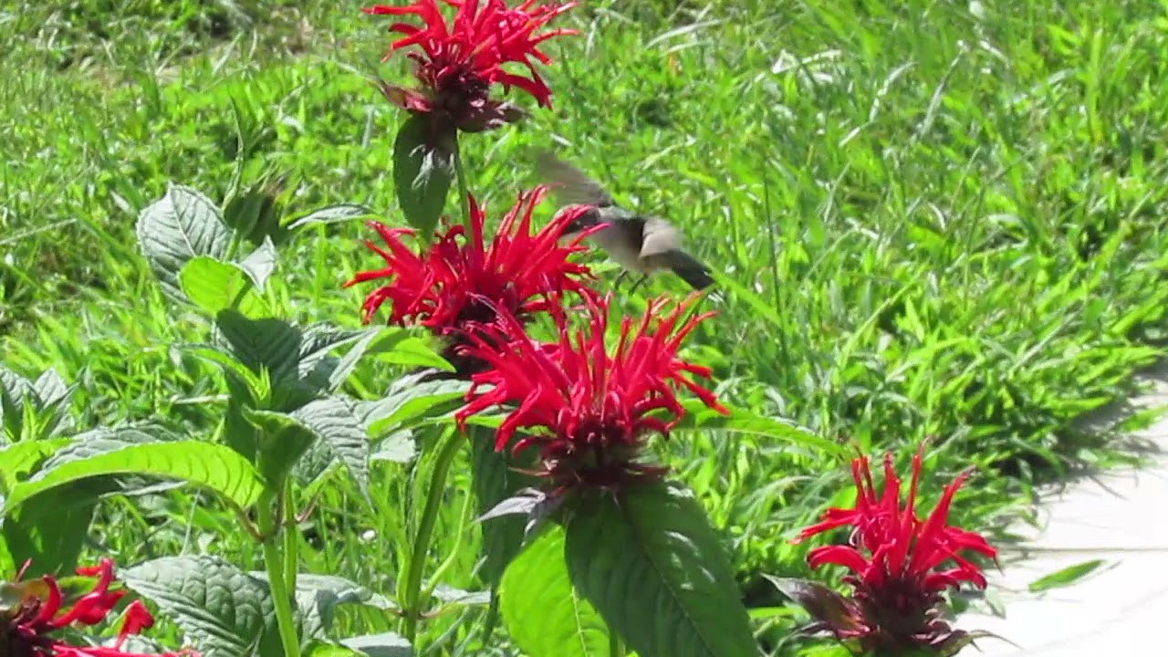 hummingbird at monarda (bee balm)