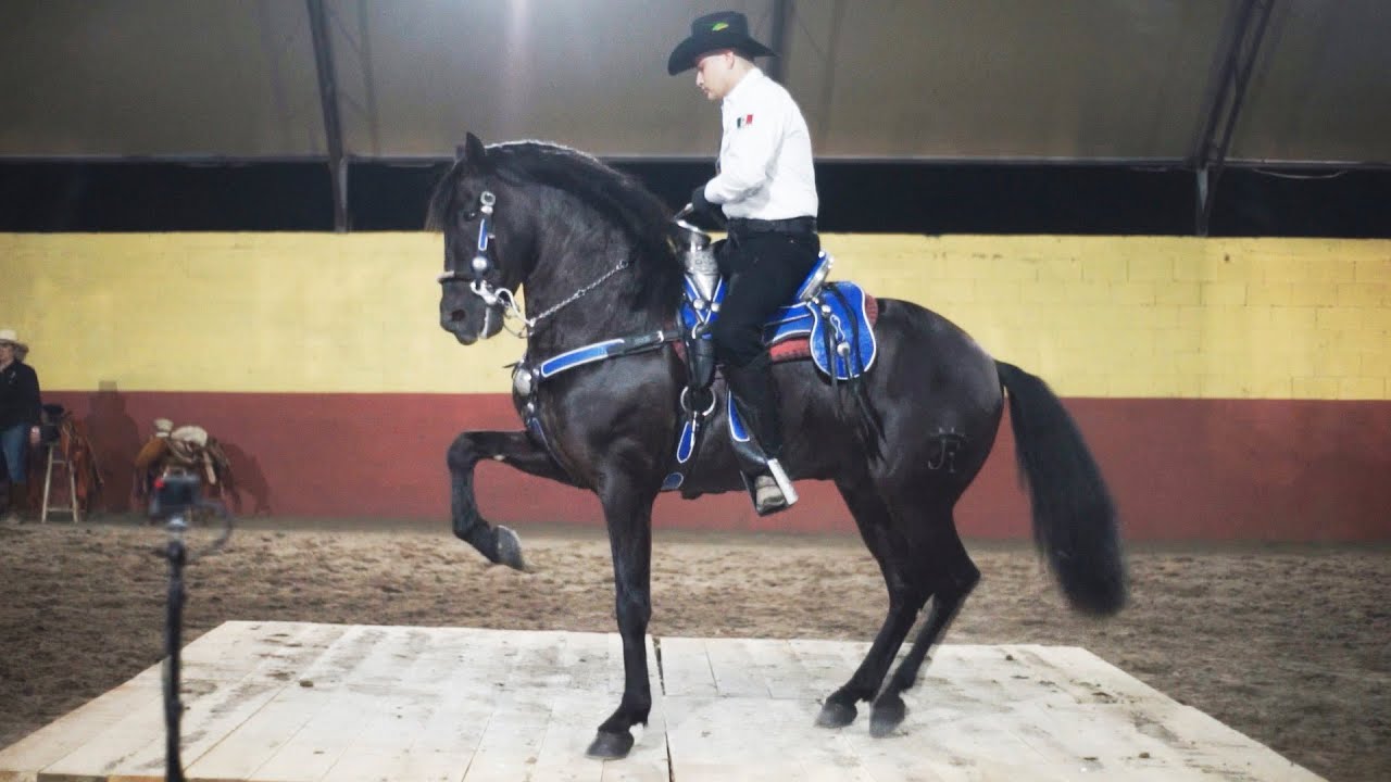 🥇 CABALLO BAILADOR EL REVELO | JINETE LEOBARDO MONTOYA