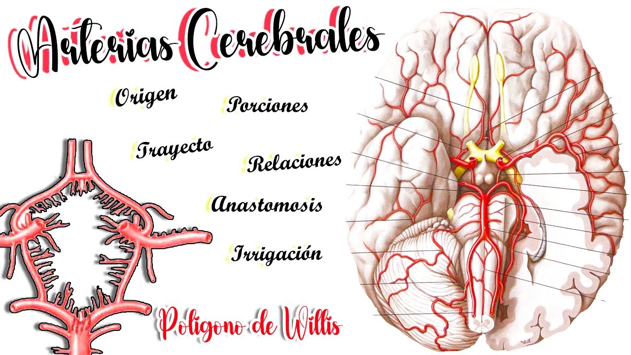 ARTERIAS DEL SNC - Anatomía Vascular Cerebral - Polígono de Willis 🧠