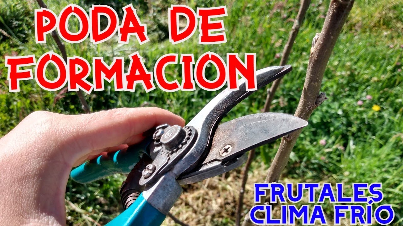 PODA DE FORMACIÓN // PRIMEROS MESES // FRUTALES CLIMA FRÍO// CADUCIFOLIOS// MANZANO - CIRUELA - PERA