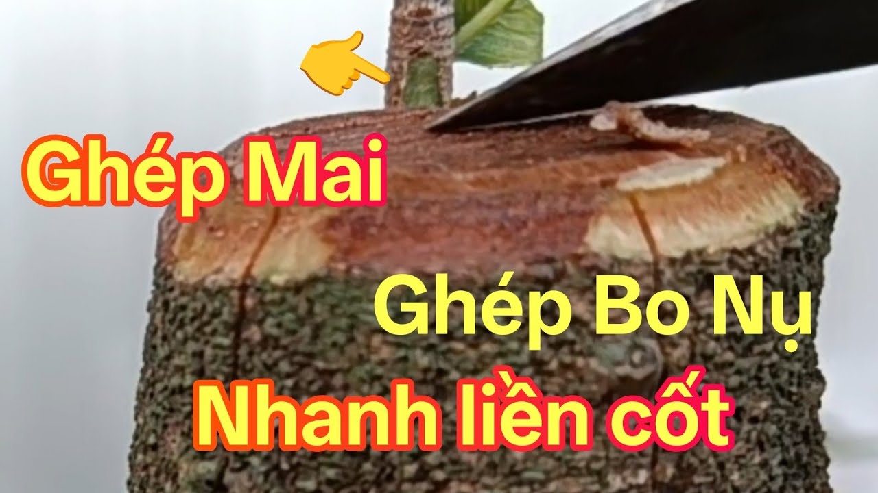 Ghép mai vàng bo nụ ai cũng ghép được.