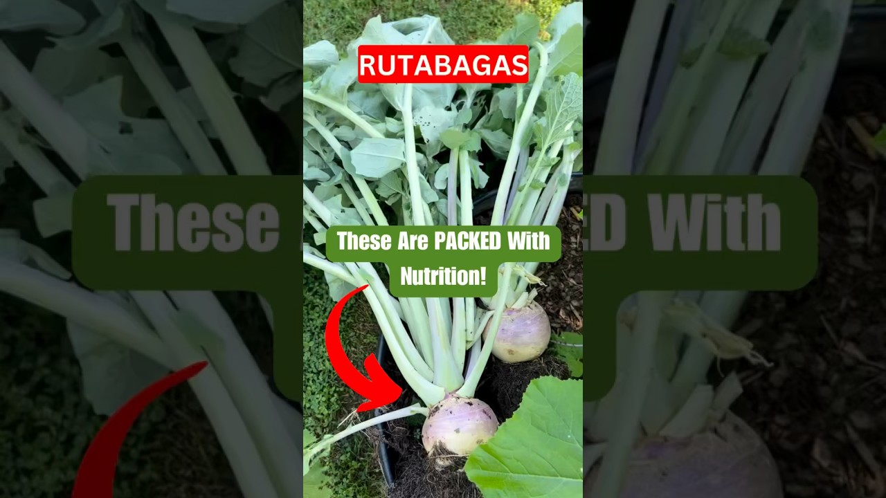 Our FIRST Rutabaga Harvest! 😋🙌 #rutabaga #gardening #harvest #nutrition #healthyfood #homestead