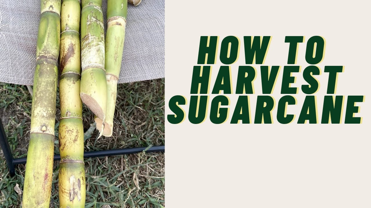 HOW TO HARVEST SUGARCANE