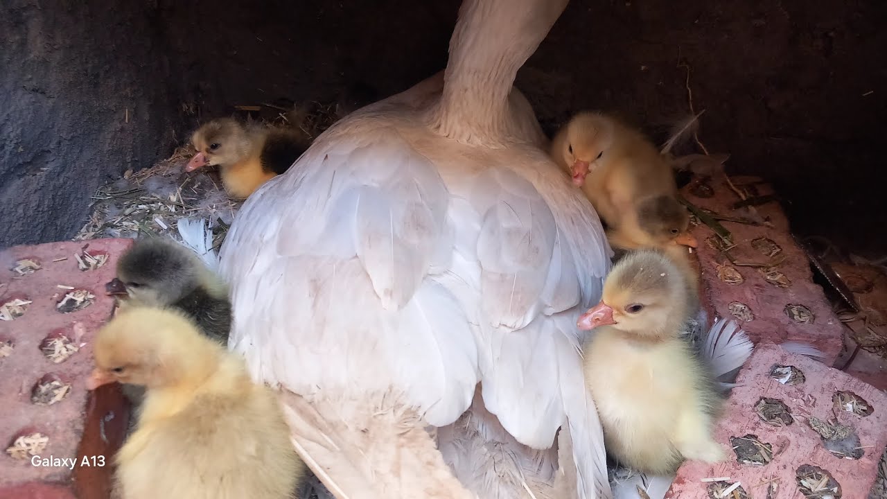 الوزه فقست تعالوا نشوف الوز بيبيض كام مره في السنه ازاي نتعامل مع الوز تربيته الوز صعبه جدا🦢🦢👍🥰
