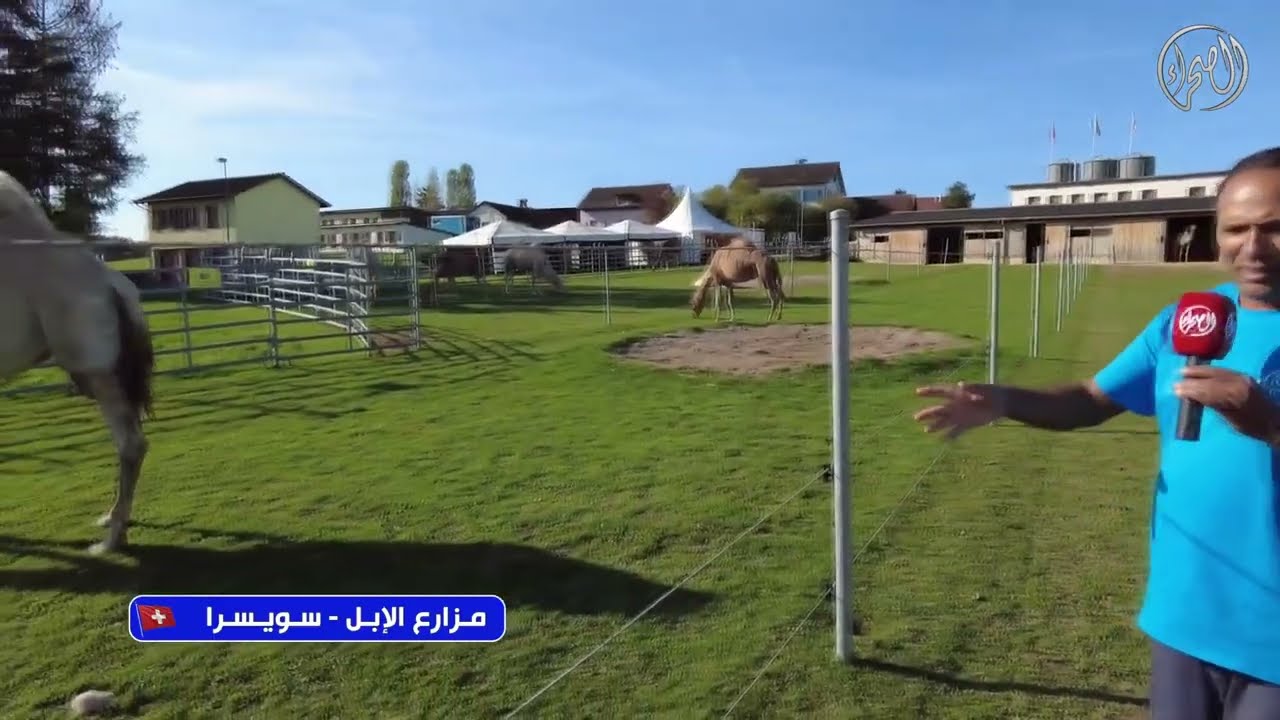 مزارع الإبل - سويسرا
