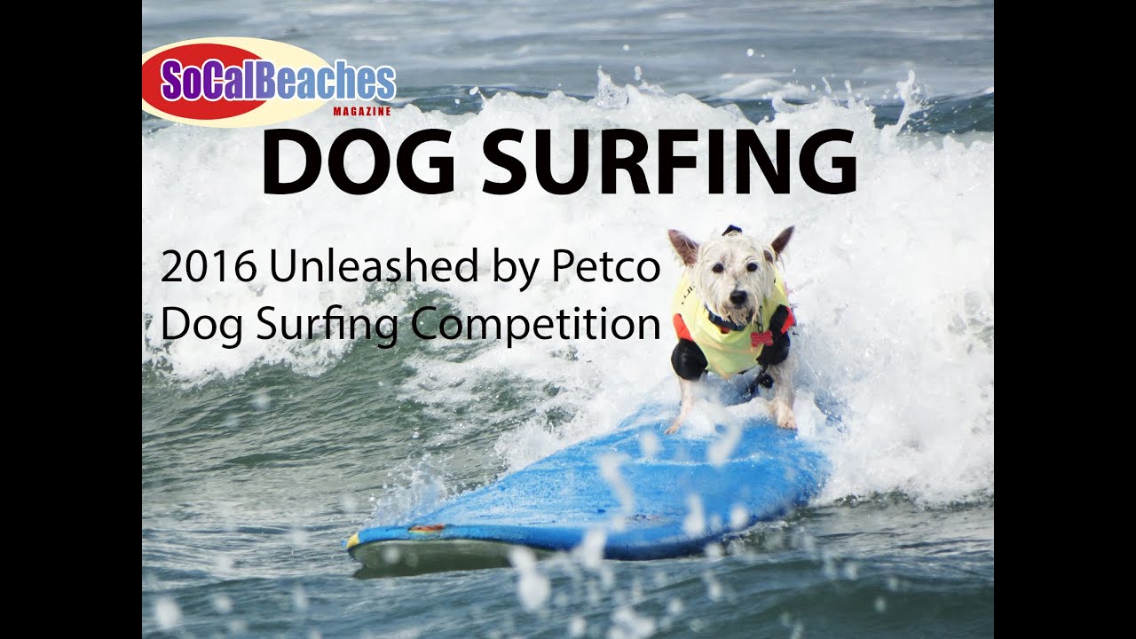 2016 Unleashed by Petco DOG SURFING Competition