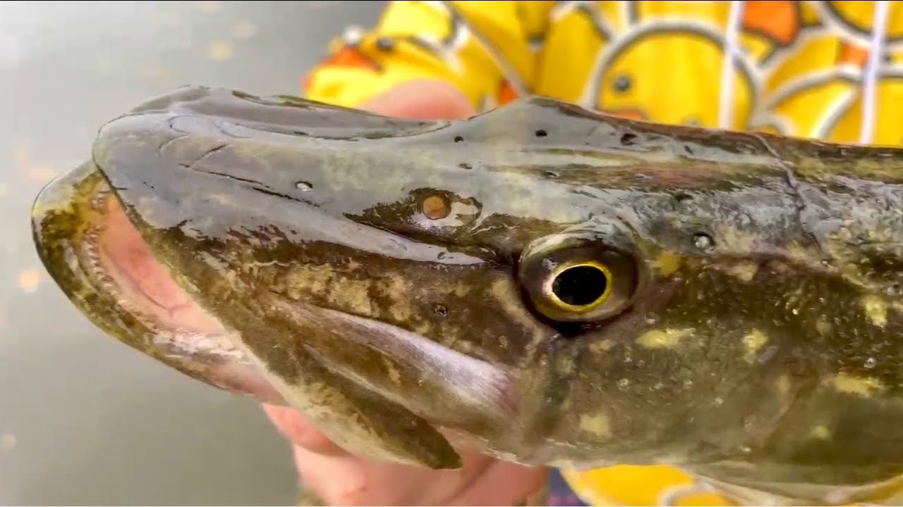 Канальная щука с GKJ FISHING!