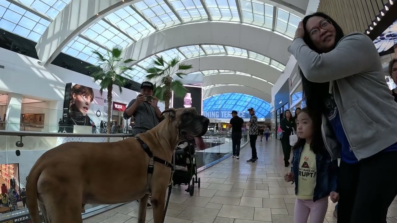 Cash 2.0 Great Dane inside the Westfield Topanga Mall 5