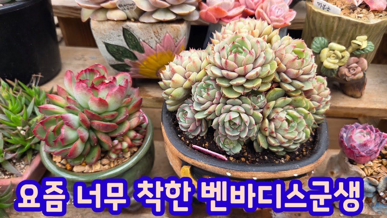 풍성한데 여전히 착한 가격의 다육이 벤바디스군생을 분갈이합니다~ 이럴 때 여러개씩 키워야 합니다~ #다육이 #다육식물 #다육이번식 #다육이군생 #다육이키우기