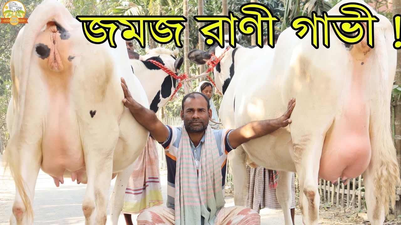 জমজ রাণী গাভী ! একজোড়া গাভীতে ৭০ লিটার দুধ ! রোজা উপলক্ষে বিশেষ অফারে পাবনার সেরা সেরা গাভী