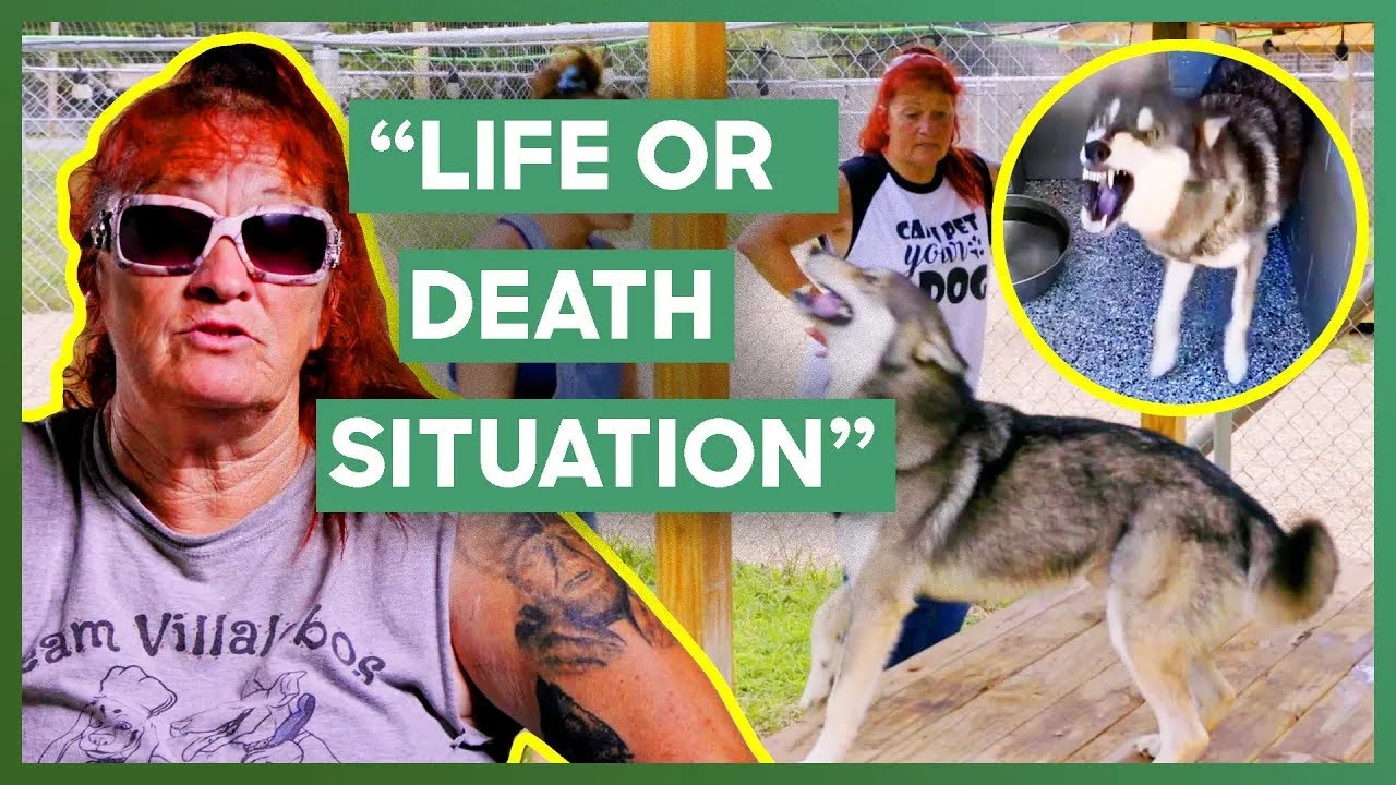 Tia Torres Saves The Life Of An Aggressive Rescue Dog | Pit Bulls & Parolees