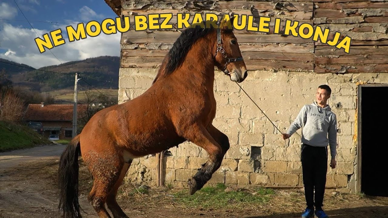 NAPUSTIO NJEMAČKU VRATIO SE SVOJIM KONJIMA NE MOGU BEZ NJIH I KARAULE