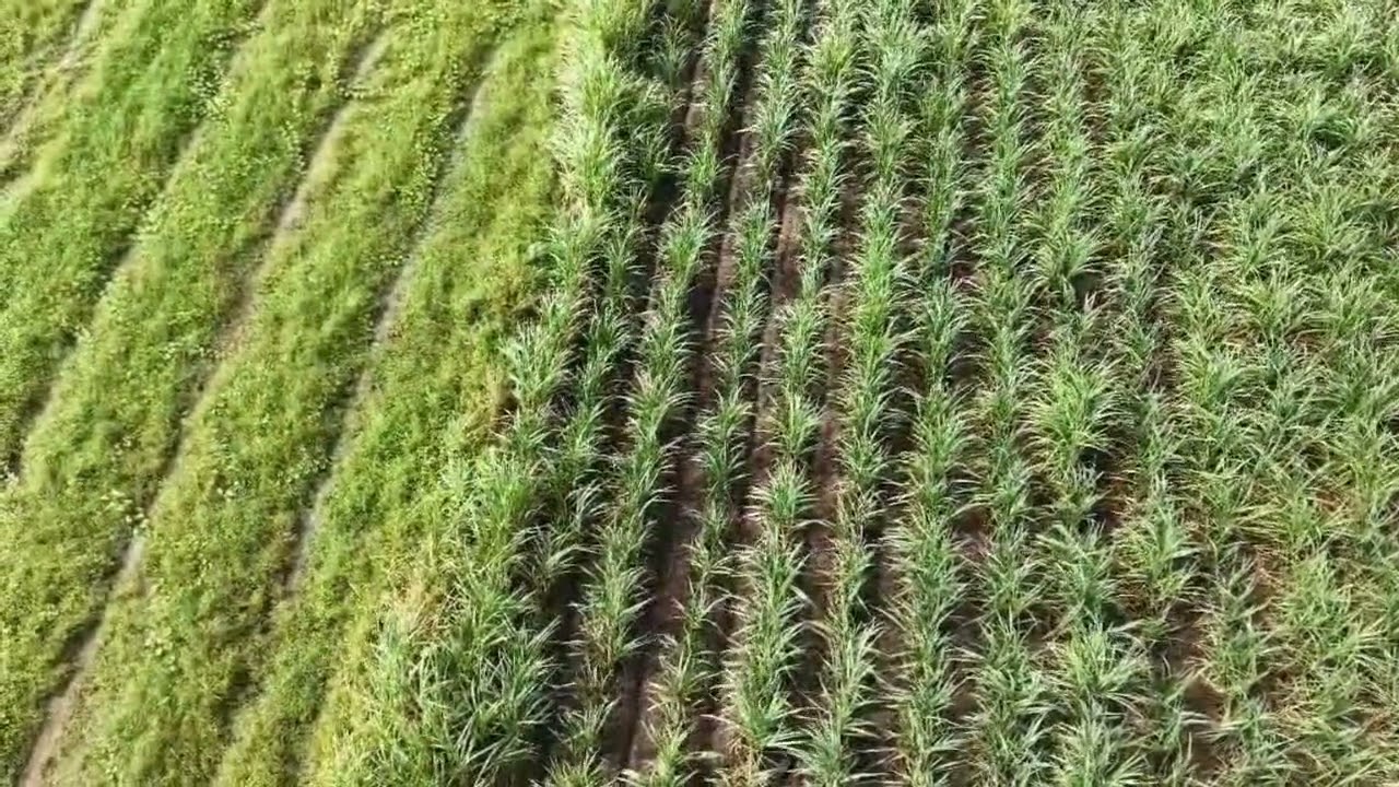 Dji drone T70’demo today  #drone #automobile  #machine #drone #farming #viral #sugarcane #viral 